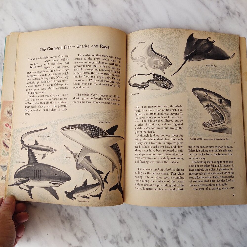 The How And Why Wonder Book Of Fish Geoffrey Coe 5038 Salmon Sharks Eels 1963 - Picture 6 of 10